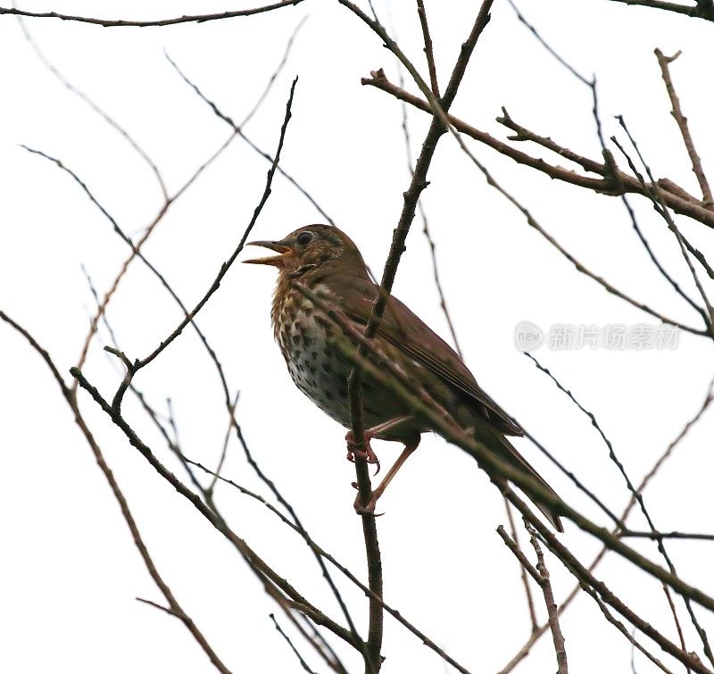 Song Trush (Turdus philomelos)歌唱